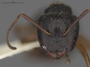 Media type: image;   Entomology 21626 Aspect: head